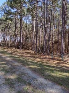 Mature Pine Plantation - image 22