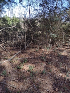 Mature Pine Plantation - image 17