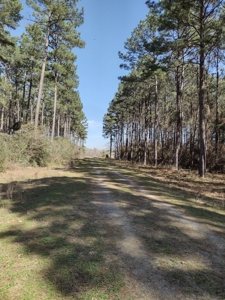Mature Pine Plantation - image 21