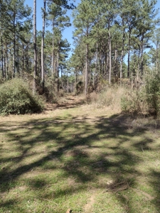 Mature Pine Plantation - image 13