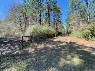 Mature Pine Plantation - image 7