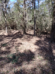 Mature Pine Plantation - image 16