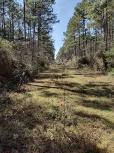 Mature Pine Plantation - image 19