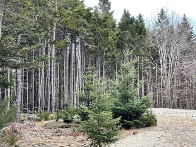 Buildable Lot Near the Coast - image 5