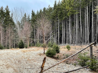 Buildable Lot Near the Coast - image 3