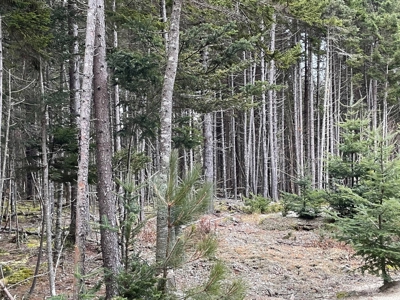 Buildable Lot Near the Coast - image 4