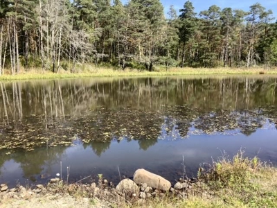 Fishing, Hunting, Camping This Property Has It All  10 Acres - image 14