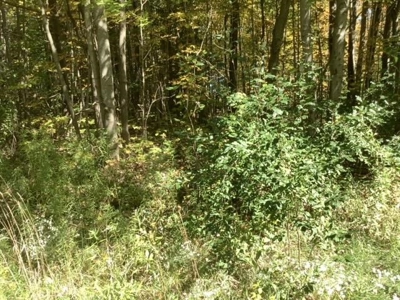 Fishing, Hunting, Camping This Property Has It All  10 Acres - image 13