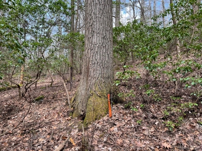 126+- Acres on top of the Cumberland Plateau Whitwell TN - image 7