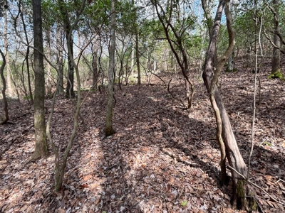 126+- Acres on top of the Cumberland Plateau Whitwell TN - image 4