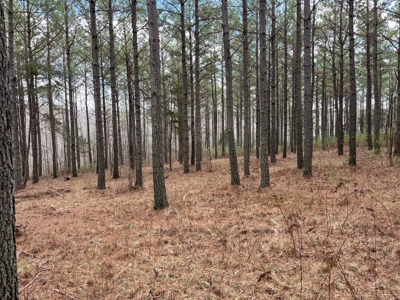 126+- Acres on top of the Cumberland Plateau Whitwell TN - image 48