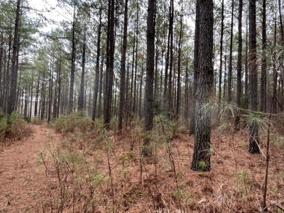 126+- Acres on top of the Cumberland Plateau Whitwell TN - image 41
