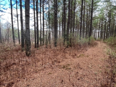 126+- Acres on top of the Cumberland Plateau Whitwell TN - image 42