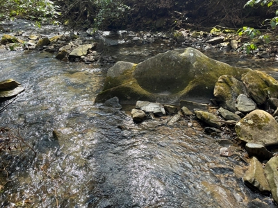 126+- Acres on top of the Cumberland Plateau Whitwell TN - image 11