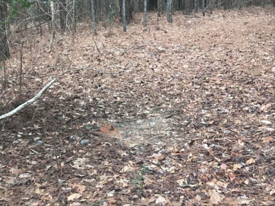 Jasper County, MS Land for Sale - image 5