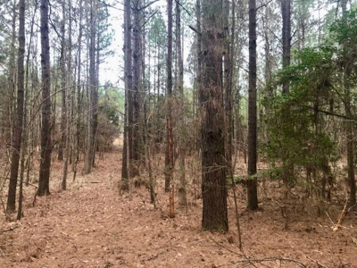 Jasper County, MS Land for Sale - image 1