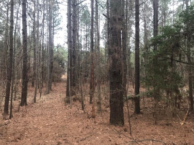 Jasper County, MS Land for Sale - image 9