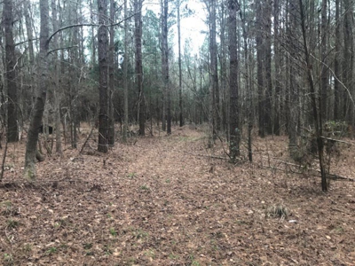 Jasper County, MS Land for Sale - image 3