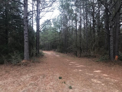 Jasper County, MS Land for Sale - image 2