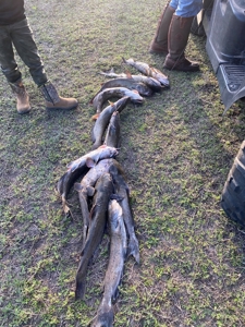 200 High Fenced Acres in Jim Wells County TX - image 2