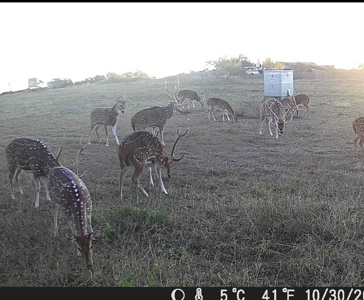 200 High Fenced Acres in Jim Wells County TX - image 3