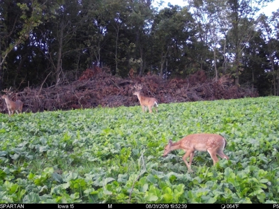 Premium Lake Front World Class Hunting Farm - image 18
