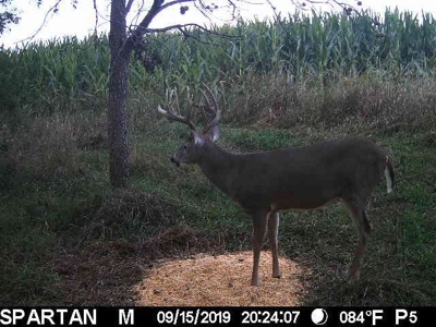 Premium Southern Iowa Hunting with CRP Income - image 13