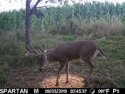 Premium Southern Iowa Hunting with CRP Income - image 9