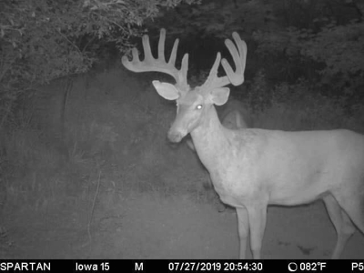 Premium Southern Iowa Hunting with CRP Income - image 4