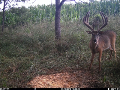 Premium Southern Iowa Hunting with CRP Income - image 11