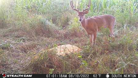 Premium Southern Iowa Hunting with CRP Income - image 15