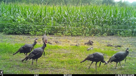 Premium Southern Iowa Hunting with CRP Income - image 6
