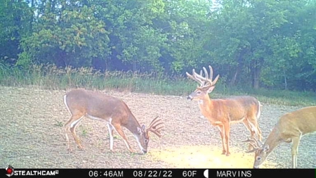 Premium Southern Iowa Hunting with CRP Income - image 16