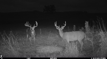 Premium Southern Iowa Hunting with CRP Income - image 3