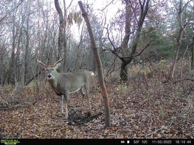 Decatur County, Iowa Hunting Land For Sale with CRP Income - image 17