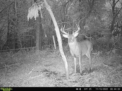 Decatur County, Iowa Hunting Land For Sale with CRP Income - image 16