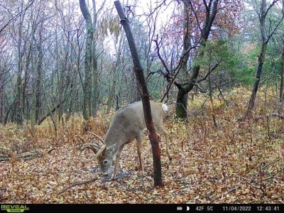 Decatur County, Iowa Hunting Land For Sale with CRP Income - image 18