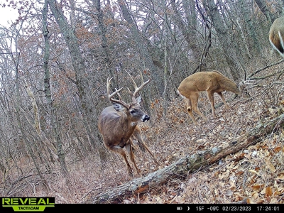 Decatur County, Iowa Hunting Land For Sale with CRP Income - image 20