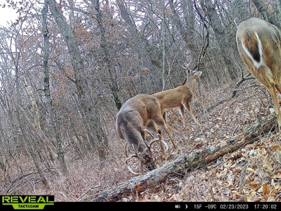 Decatur County, Iowa Hunting Land For Sale with CRP Income - image 22