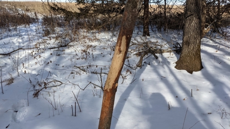 Decatur County, Iowa Hunting Land For Sale with CRP Income - image 40