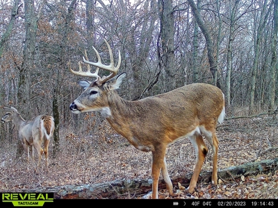 Decatur County, Iowa Hunting Land For Sale with CRP Income - image 19