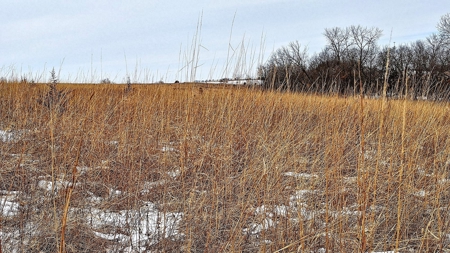 Decatur County, Iowa Hunting Land For Sale with CRP Income - image 35