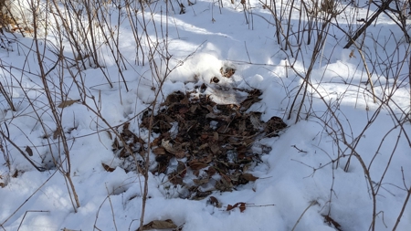 Decatur County, Iowa Hunting Land For Sale with CRP Income - image 44
