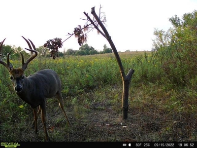 Decatur County, Iowa Hunting Land For Sale with CRP Income - image 12