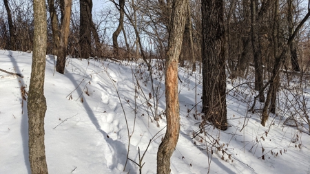 Decatur County, Iowa Hunting Land For Sale with CRP Income - image 41