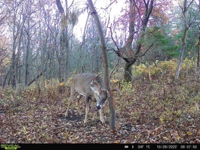 Decatur County, Iowa Hunting Land For Sale with CRP Income - image 15
