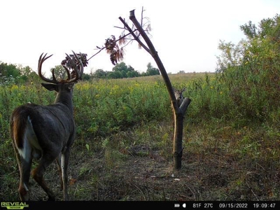 Decatur County, Iowa Hunting Land For Sale with CRP Income - image 11