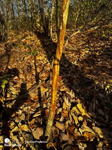 Land with Homesite for Sale in Surry County NC - image 11