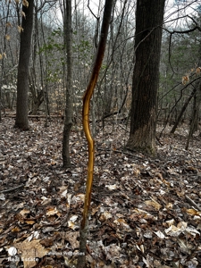 Land with Homesite for Sale in Surry County NC - image 3
