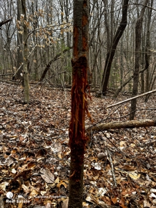 Land with Homesite for Sale in Surry County NC - image 2